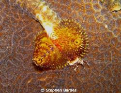Tube worm on coral by Stephen Bardes 